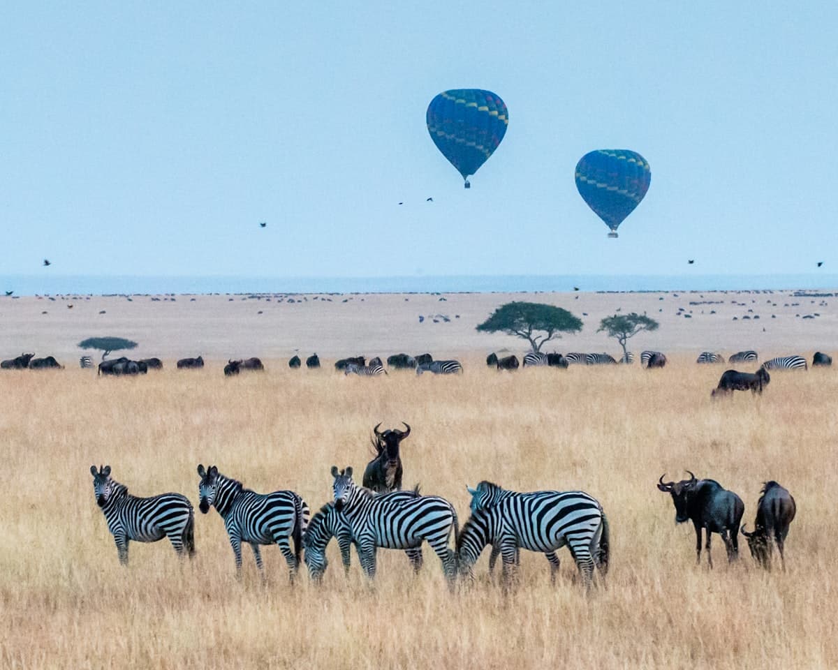 Zebras and hot air balloons over the Maasai Mara